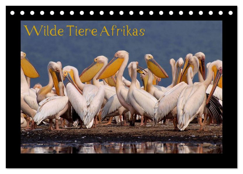 Wilde Tiere Afrikas (Tischkalender 2026 DIN A5 quer) CALVENDO Monatskalender