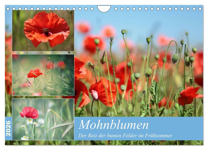 Mohnblumen (Wandkalender 2026 DIN A4 quer) CALVENDO Monatskalender