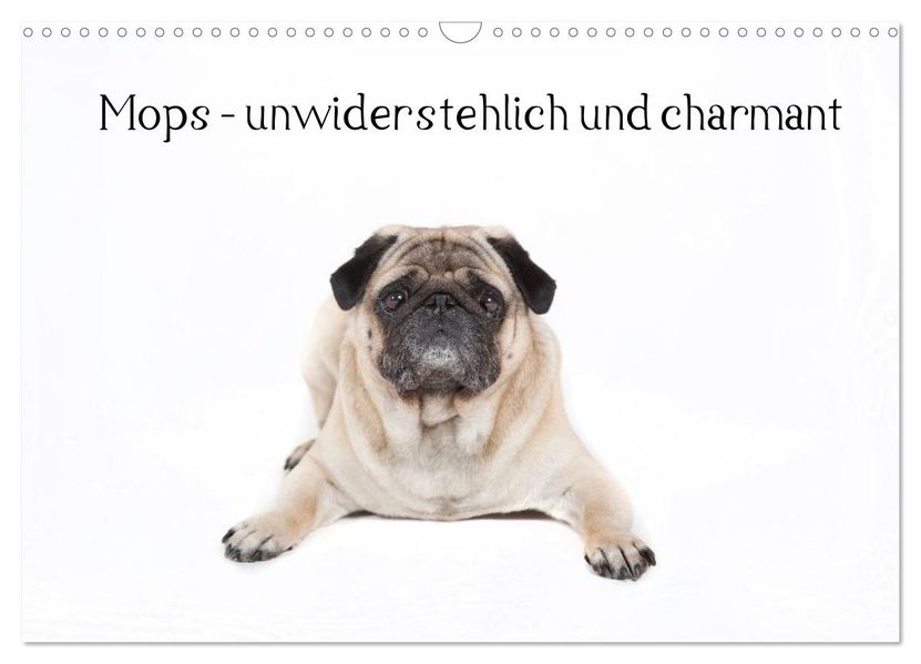Mops - unwiderstehlich und charmant (Wandkalender 2026 DIN A3 quer) CALVENDO Monatskalender