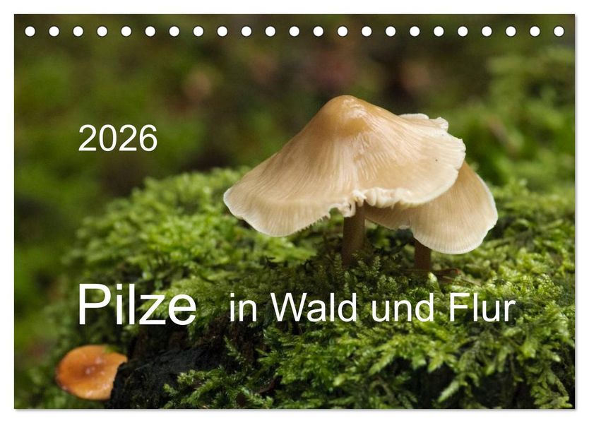 Pilze in Wald und Flur (Tischkalender 2026 DIN A5 quer) CALVENDO Monatskalender