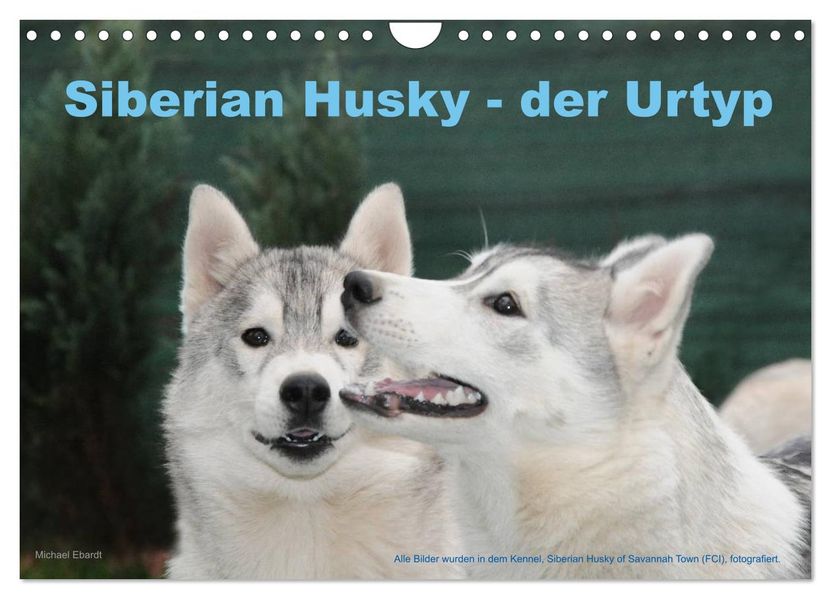 Siberian Husky - der Urtyp (Wandkalender 2026 DIN A4 quer) CALVENDO Monatskalender