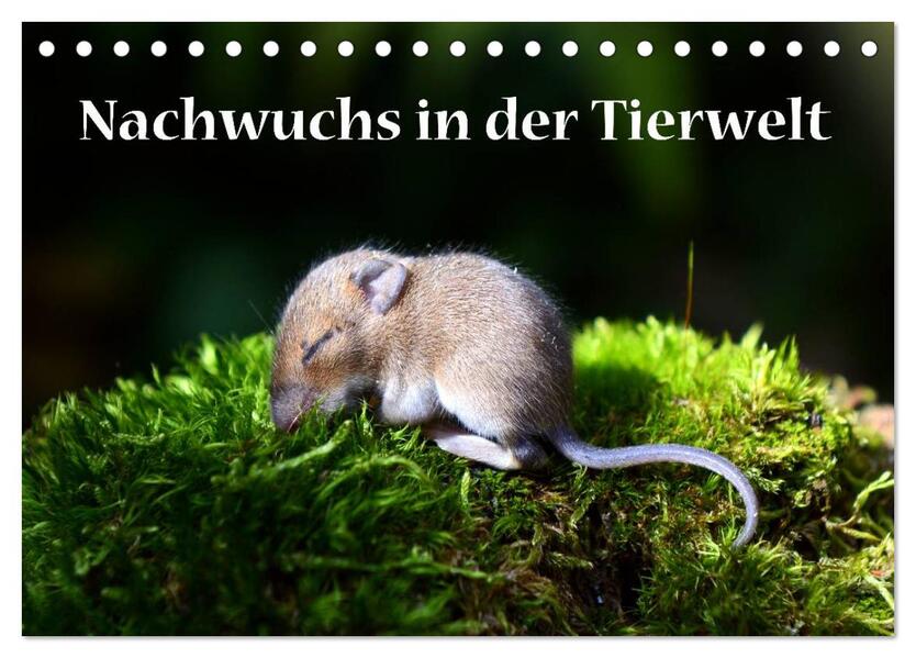 Nachwuchs in der Tierwelt (Tischkalender 2026 DIN A5 quer) CALVENDO Monatskalender