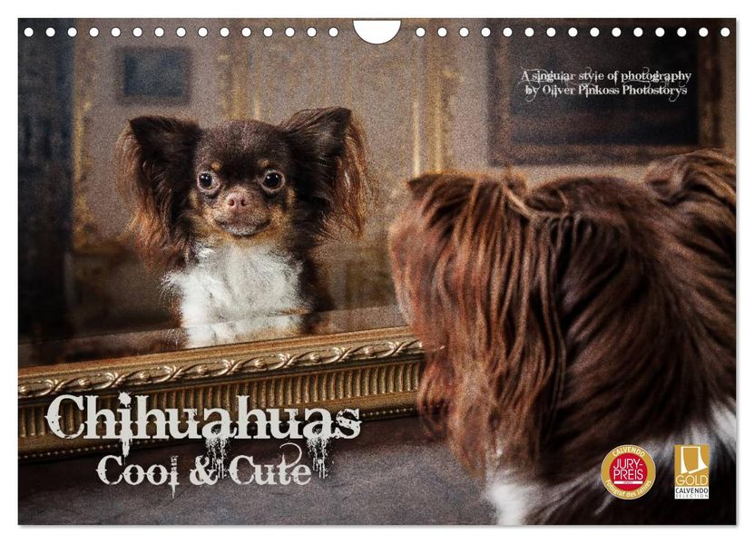 Chihuahuas - Cool and Cute (Wandkalender 2026 DIN A4 quer) CALVENDO Monatskalender