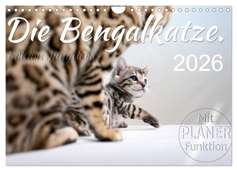 Die Bengalkatze. Edition Jungtiere (Wandkalender 2026 DIN A4 quer) CALVENDO Monatskalender