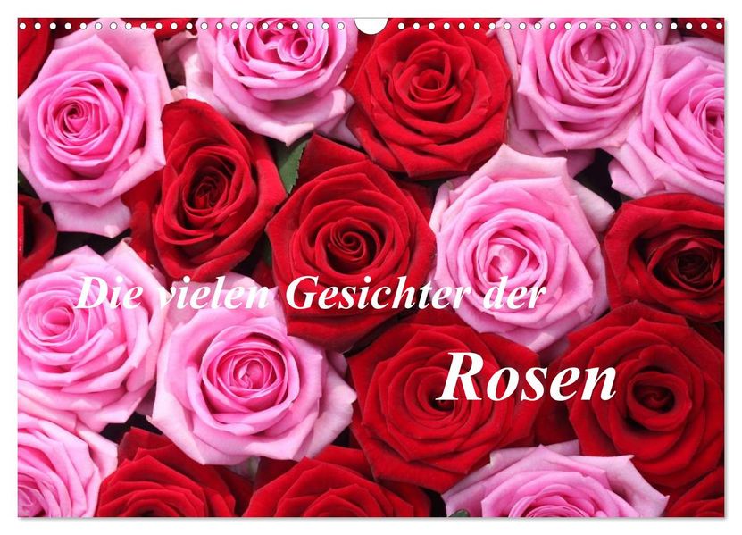 Die vielen Gesichter der Rosen (Wandkalender 2026 DIN A3 quer) CALVENDO Monatskalender