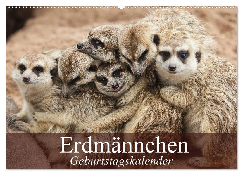 Erdmännchen (Wandkalender 2026 DIN A2 quer) CALVENDO Monatskalender