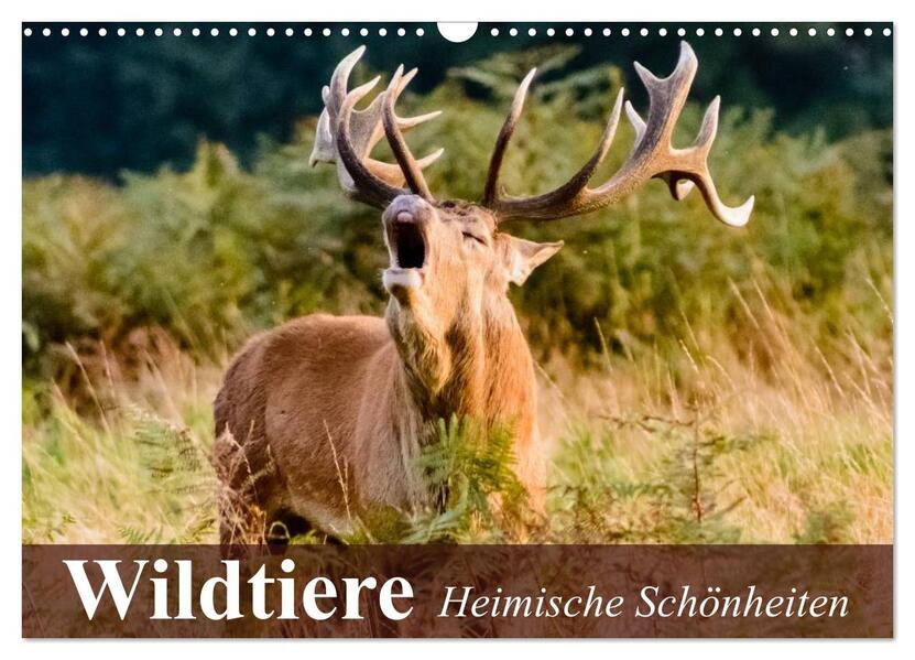 Wildtiere. Heimische Schönheiten (Wandkalender 2026 DIN A3 quer) CALVENDO Monatskalender