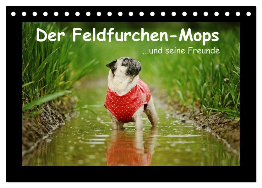 Der Feldfurchen-Mops (Tischkalender 2026 DIN A5 quer) CALVENDO Monatskalender