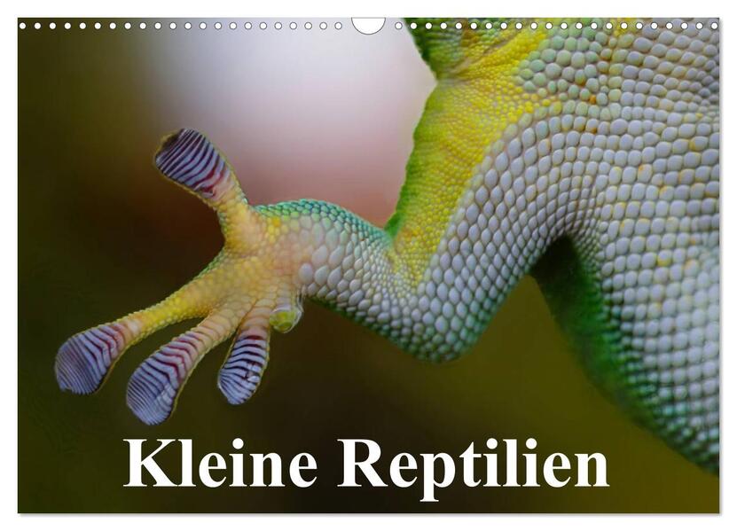 Kleine Reptilien (Wandkalender 2026 DIN A3 quer) CALVENDO Monatskalender