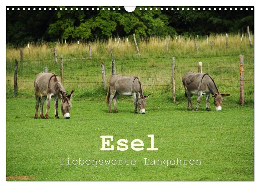 Esel - liebenswerte Langohren (Wandkalender 2026 DIN A3 quer) CALVENDO Monatskalender