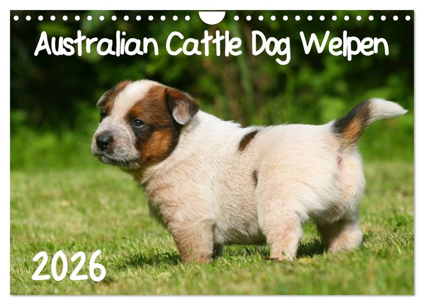 Australian Cattle Dog Welpen (Wandkalender 2026 DIN A4 quer) CALVENDO Monatskalender