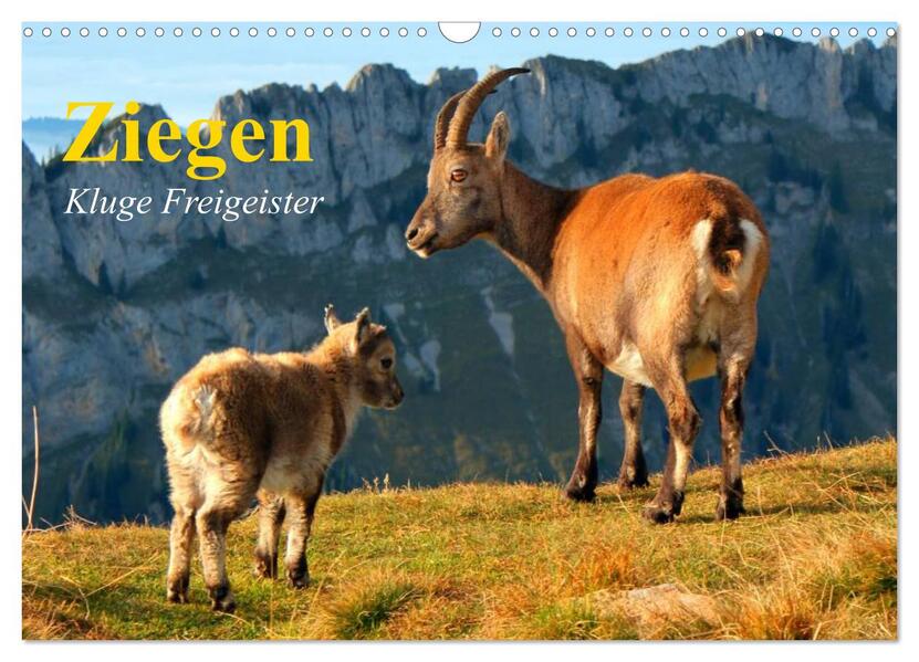 Ziegen. Kluge Freigeister (Wandkalender 2026 DIN A3 quer) CALVENDO Monatskalender