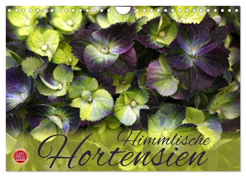 Himmlische Hortensien (Wandkalender 2026 DIN A4 quer) CALVENDO Monatskalender