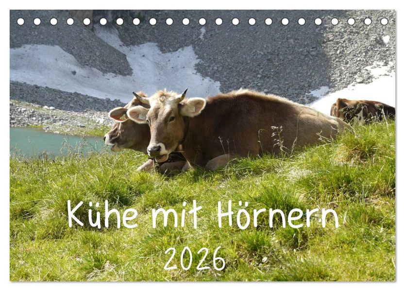 Kühe mit Hörnern (Tischkalender 2026 DIN A5 quer) CALVENDO Monatskalender