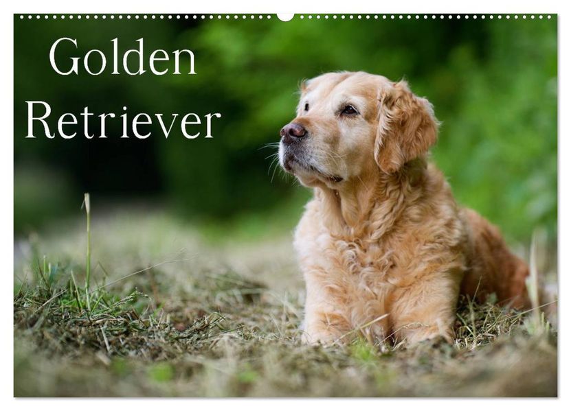 Golden Retriever (Wandkalender 2026 DIN A2 quer) CALVENDO Monatskalender