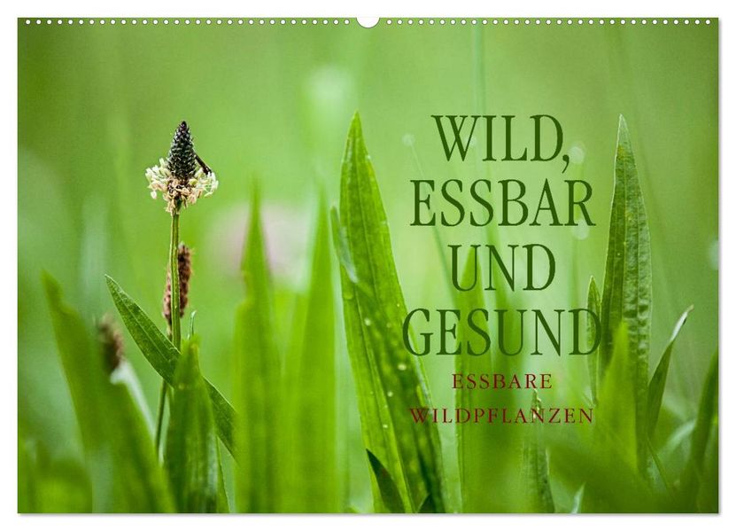 WILD ESSBAR UND GESUND Essbare Wildpflanzen (Wandkalender 2026 DIN A2 quer) CALVENDO Monatskalender