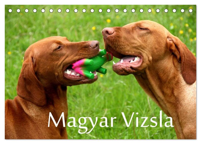 Magyar Vizsla (Tischkalender 2026 DIN A5 quer) CALVENDO Monatskalender