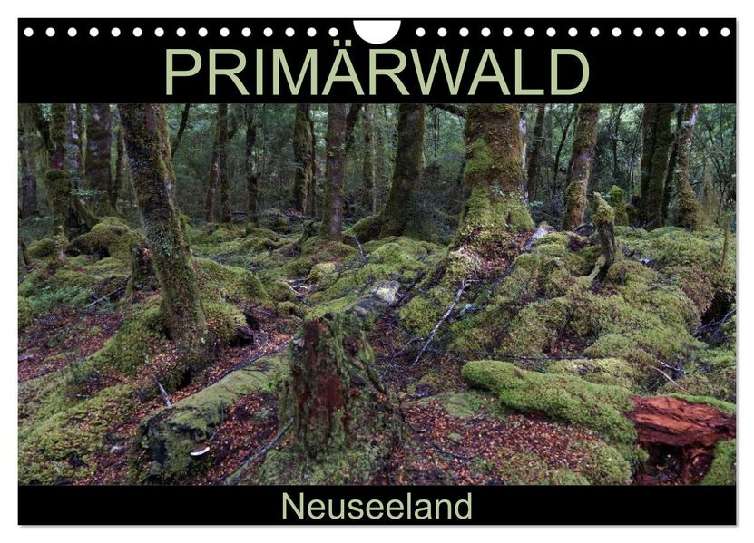 Primärwald - Neuseeland (Wandkalender 2026 DIN A4 quer) CALVENDO Monatskalender