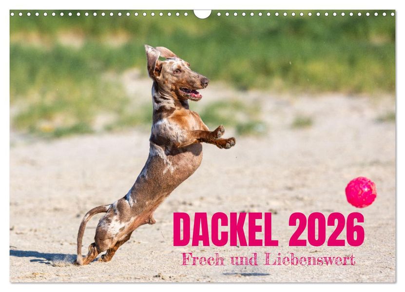 DACKEL 2026 Frech und Liebenwert (Wandkalender 2026 DIN A3 quer) CALVENDO Monatskalender