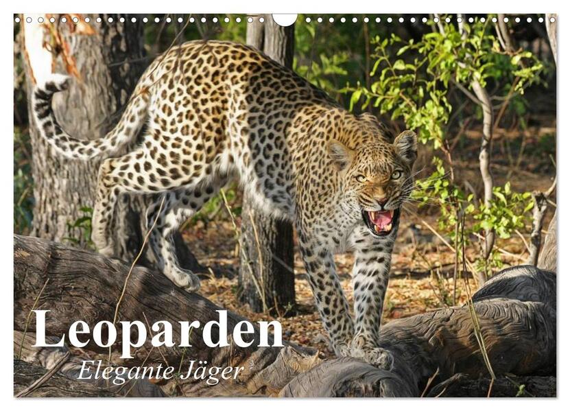 Leoparden. Elegante Jäger (Wandkalender 2026 DIN A3 quer) CALVENDO Monatskalender