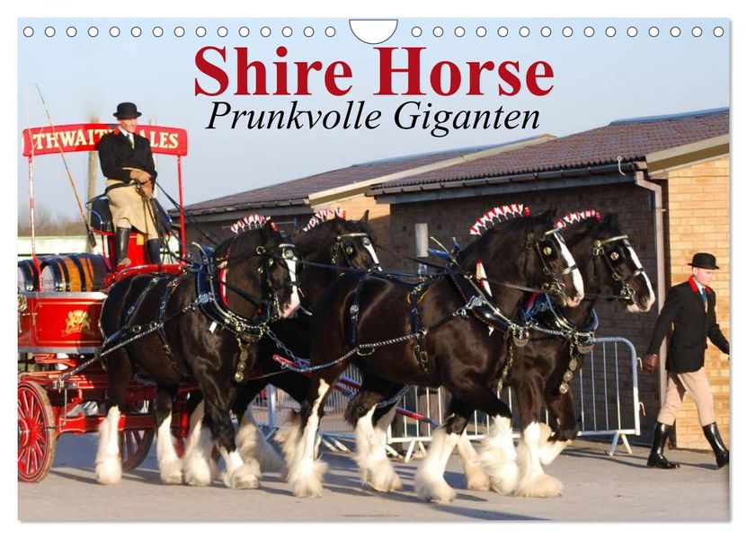 Shire Horse Prunkvolle Giganten (Wandkalender 2026 DIN A4 quer) CALVENDO Monatskalender