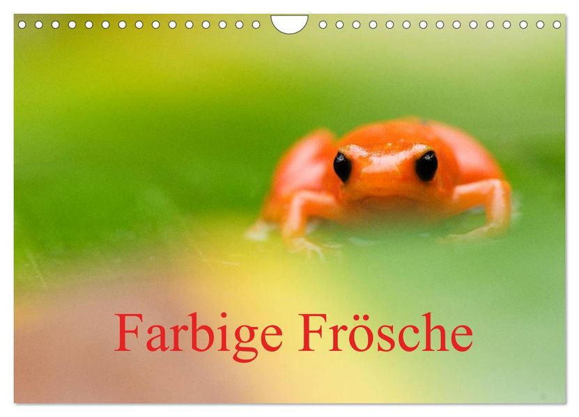 Farbige Frösche (Wandkalender 2026 DIN A4 quer) CALVENDO Monatskalender