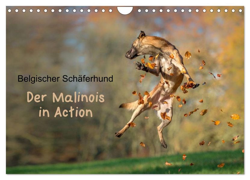 Belgischer Schäferhund - Der Malinois in Action (Wandkalender 2026 DIN A4 quer) CALVENDO Monatskalender