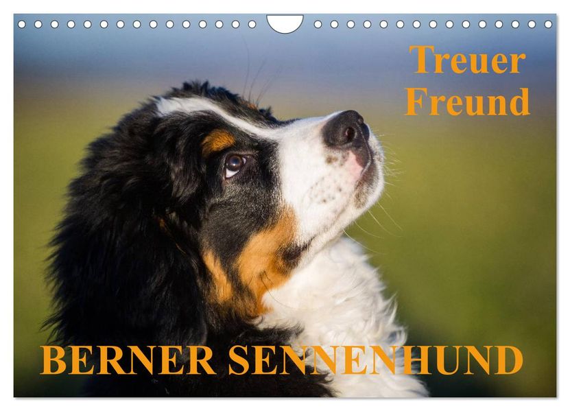 Treuer Freund Berner Sennenhund (Wandkalender 2026 DIN A4 quer) CALVENDO Monatskalender