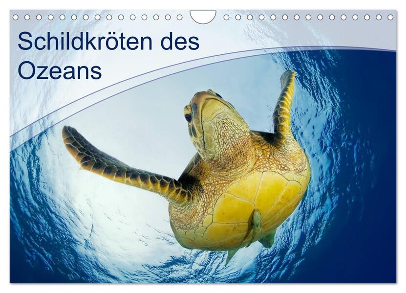 Schildkröten des Ozeans (Wandkalender 2026 DIN A4 quer) CALVENDO Monatskalender