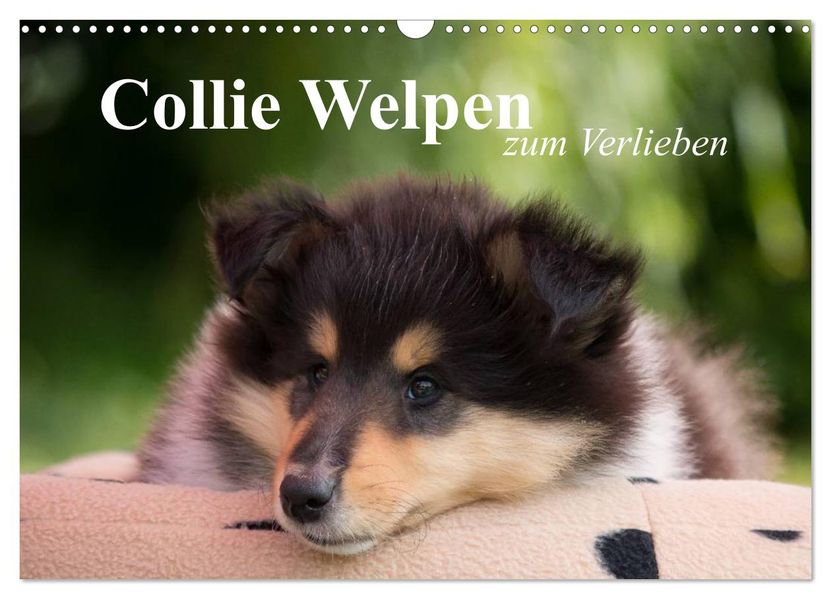 Collie Welpen zum Verlieben (Wandkalender 2026 DIN A3 quer) CALVENDO Monatskalender