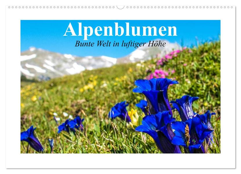 Alpenblumen. Bunte Welt in luftiger Höhe (Wandkalender 2026 DIN A2 quer) CALVENDO Monatskalender