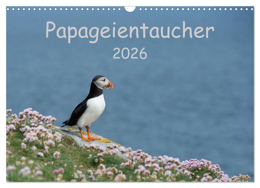 Papageientaucher 2026 (Wandkalender 2026 DIN A3 quer) CALVENDO Monatskalender