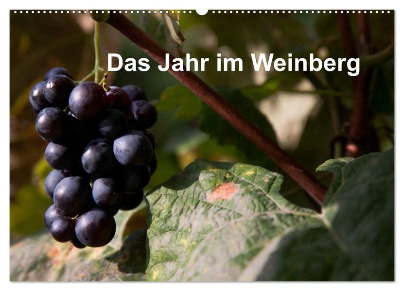 Das Jahr im Weinberg (Wandkalender 2026 DIN A2 quer) CALVENDO Monatskalender