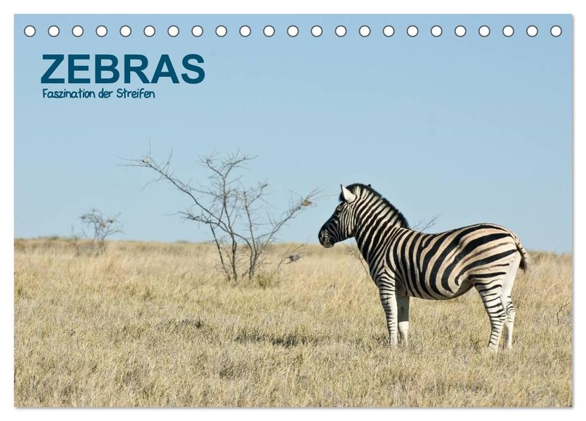 Zebras - Faszination der Streifen (Tischkalender 2026 DIN A5 quer) CALVENDO Monatskalender