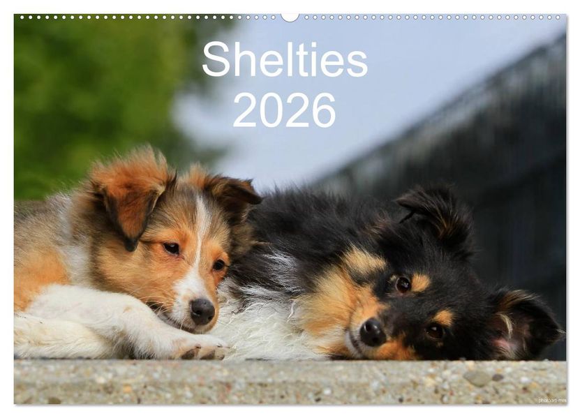 Shelties 2026 (Wandkalender 2026 DIN A2 quer) CALVENDO Monatskalender