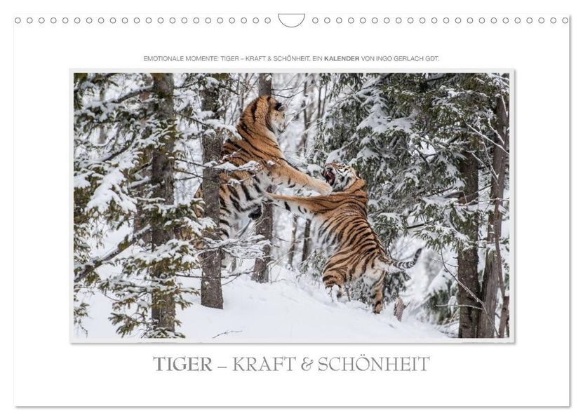 Emotionale Momente: Tiger - Kraft & Schönheit. / CH-Version (Wandkalender 2026 DIN A3 quer) CALVENDO Monatskalender