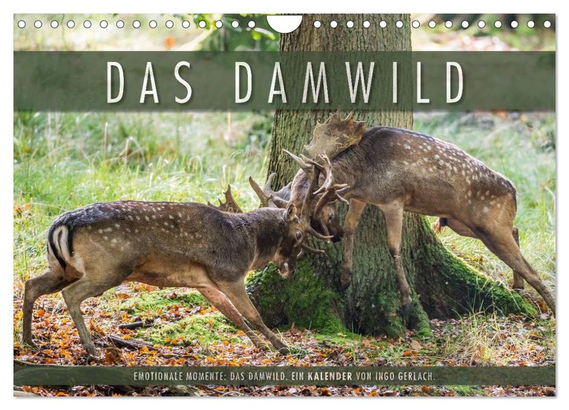 Emotionale Momente: Das Damwild. (Wandkalender 2026 DIN A4 quer) CALVENDO Monatskalender