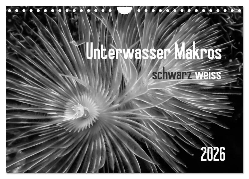 Unterwasser Makros - schwarz weiss 2026 (Wandkalender 2026 DIN A4 quer) CALVENDO Monatskalender