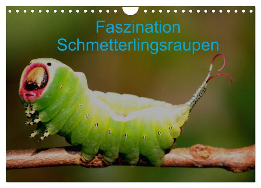 Faszination Schmetterlingsraupen (Wandkalender 2026 DIN A4 quer) CALVENDO Monatskalender
