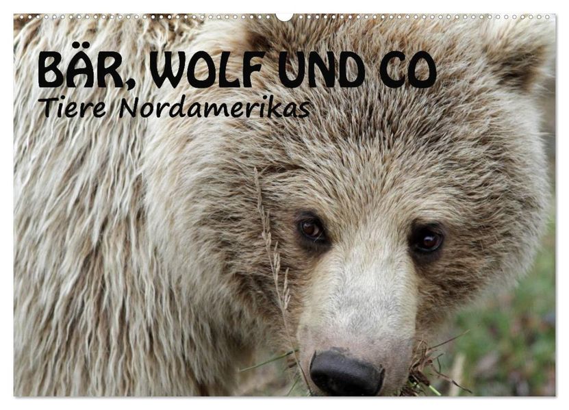 Bär Wolf und Co - Tiere Nordamerikas (Wandkalender 2026 DIN A2 quer) CALVENDO Monatskalender