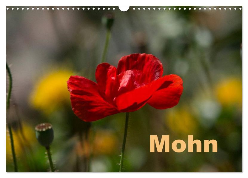 Mohn (Wandkalender 2026 DIN A3 quer) CALVENDO Monatskalender