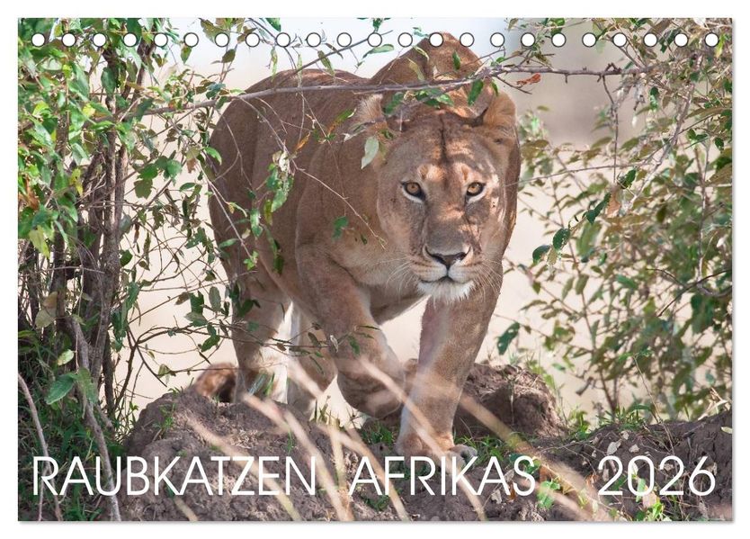 Raubkatzen Afrikas (Tischkalender 2026 DIN A5 quer) CALVENDO Monatskalender
