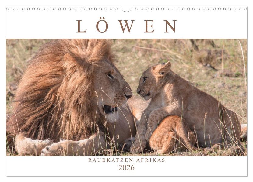 Löwen - Raubkatzen Afrikas (Wandkalender 2026 DIN A3 quer) CALVENDO Monatskalender