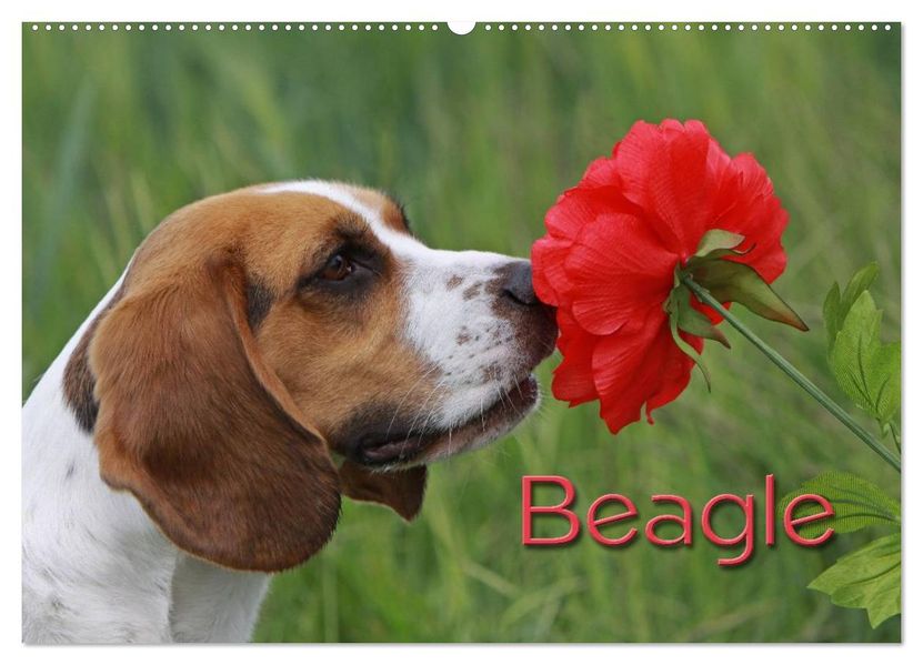 Beagle (Wandkalender 2026 DIN A2 quer) CALVENDO Monatskalender