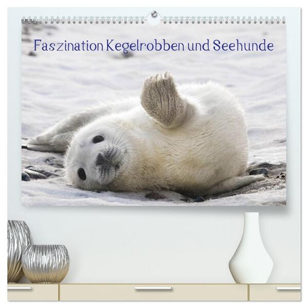 Faszination Kegelrobben und Seehunde 2026 (hochwertiger Premium Wandkalender 2026 DIN A2 quer) Kunstdruck in Hochglanz