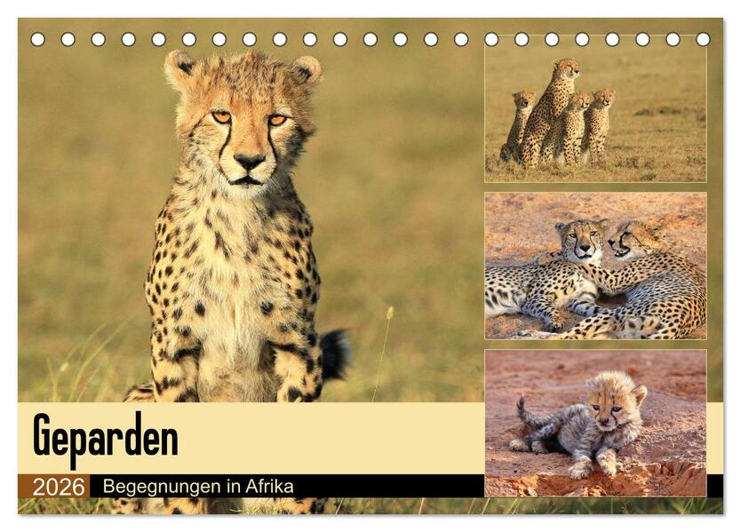 Geparden - Begegnungen in Afrika (Tischkalender 2026 DIN A5 quer) CALVENDO Monatskalender