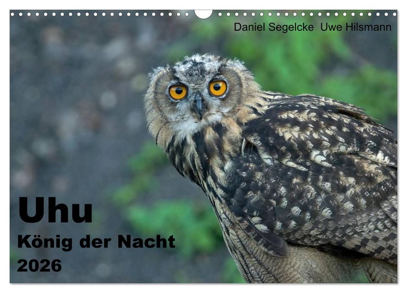 Uhu - König der Nacht (Wandkalender 2026 DIN A3 quer) CALVENDO Monatskalender