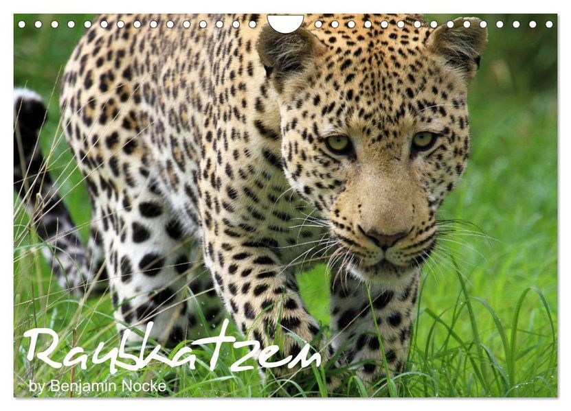 Raubkatzen (Wandkalender 2026 DIN A4 quer) CALVENDO Monatskalender