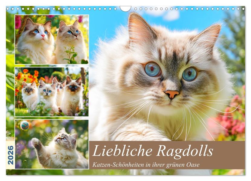 Liebliche Ragdolls. Katzen-Schönheiten in ihrer grünen Oase (Wandkalender 2026 DIN A3 quer) CALVENDO Monatskalender