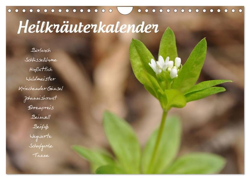Heilkräuterkalender (Wandkalender 2026 DIN A4 quer) CALVENDO Monatskalender
